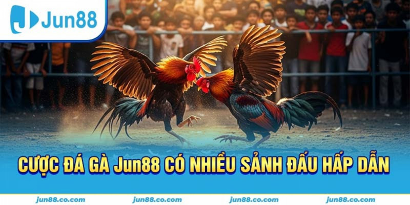 Kinh nghiệm khi tham gia đá gà Jun88