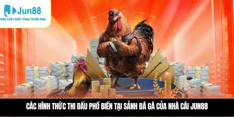 Hướng dẫn tham gia đá gà JUN88 cho người mới