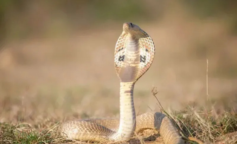 Mơ thấy rắn là điềm gì và cách nhìn nhận tích cực về giấc mơ