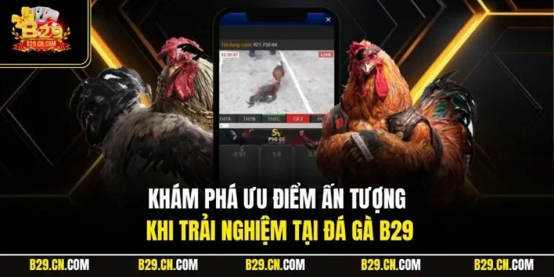 Những lưu ý khi chăm sóc gà đá B29 để nâng cao hiệu quả thi đấu