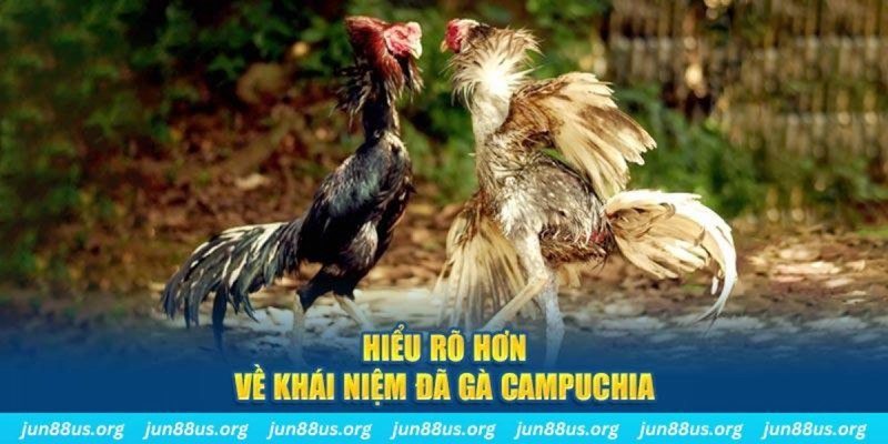 Kinh nghiệm tham gia và theo dõi Đá Gà Campuchia