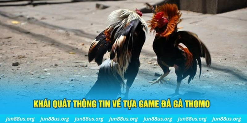 Bí Quyết Chăm Sóc Gà Đá Thomo Giúp Gà Tăng Sức Mạnh Và Thể Lực
