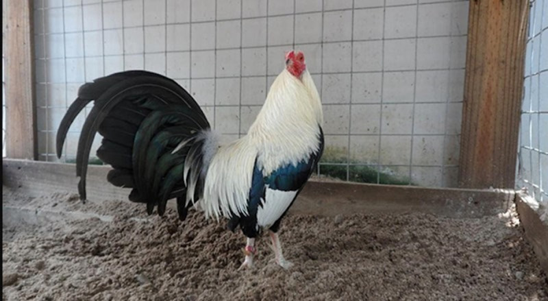 Cách nuôi gà chọi có thể lực tốt bằng cách chăm sóc sức khỏe