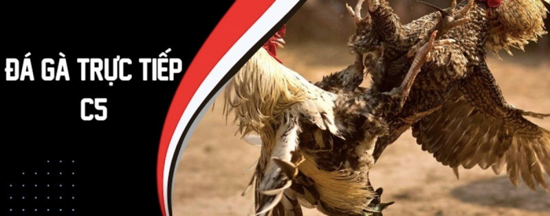 Trải nghiệm Đá gà trực tuyến C5 và những điểm hấp dẫn không thể bỏ qua