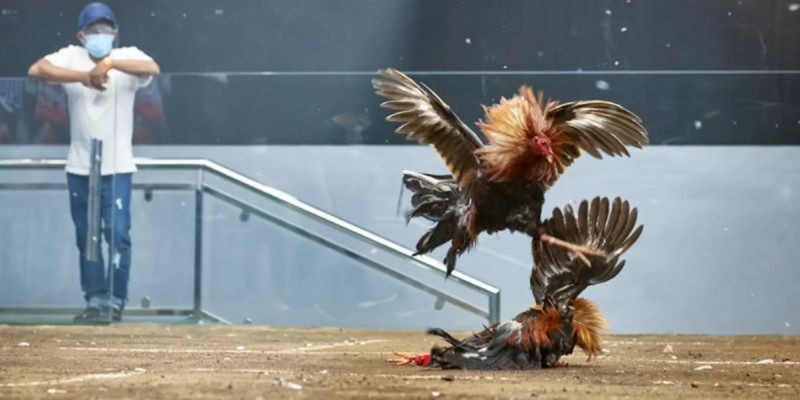 Tiêu đề Kinh nghiệm theo dõi Đá Gà Online hiệu quả cho người mới