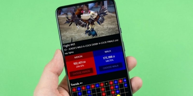 Live đá gà Thomo và xu hướng giải trí trực tuyến hiện nay