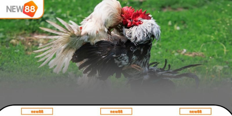 Các giống Gà chọi Việt Nam nổi tiếng hiện nay