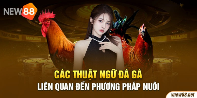 Thuật Ngữ Đá Gà Liên Quan Đến Luật Chơi Và Thi Đấu
