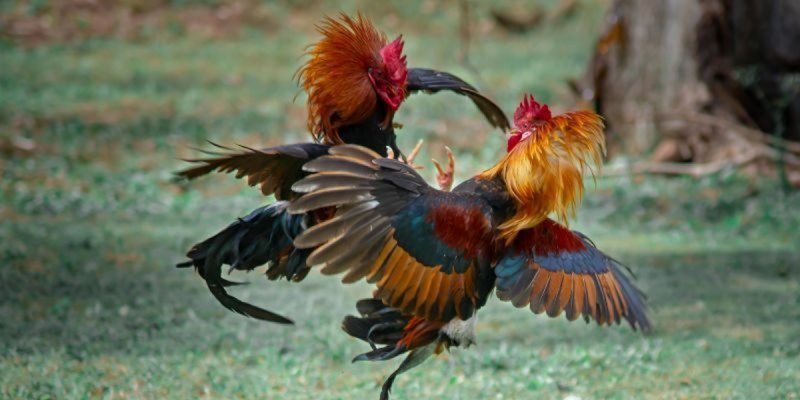 Đá Gà Thomo và vai trò trong cộng đồng người nuôi gà chọi