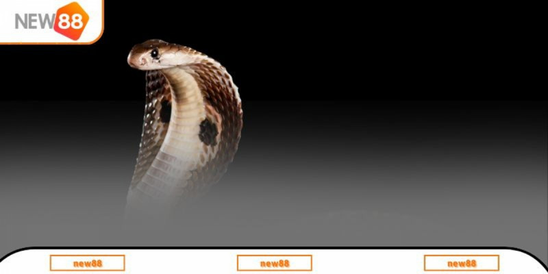 Ý nghĩa giấc mơ thấy rắn đối với tình cảm và các mối quan hệ