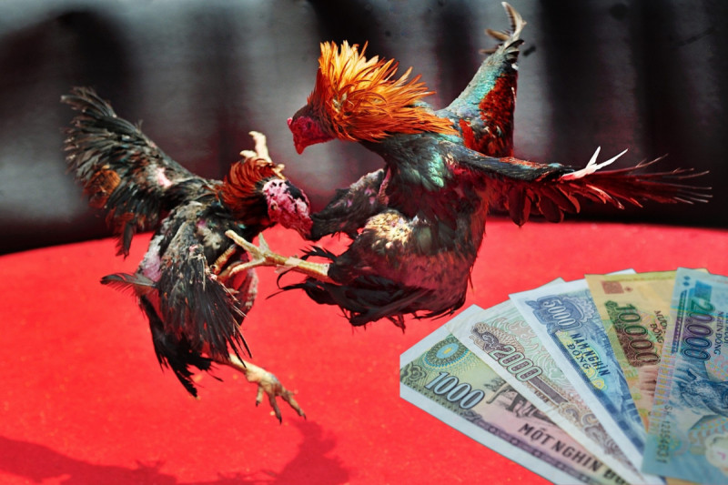 Các yếu tố quyết định thắng thua trong đá gà cựa sắt