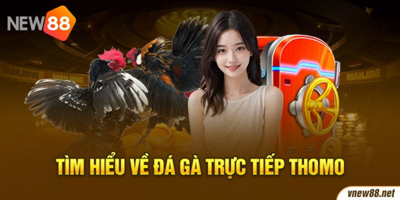 Trải nghiệm xem đá gà trực tiếp Thomo có gì đặc biệt