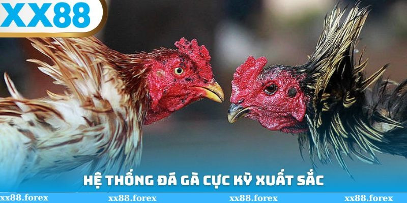 Đá Gà XX88 Điểm Đến Lý Tưởng Cho Người Yêu Thích Đá Gà Trực Tuyến