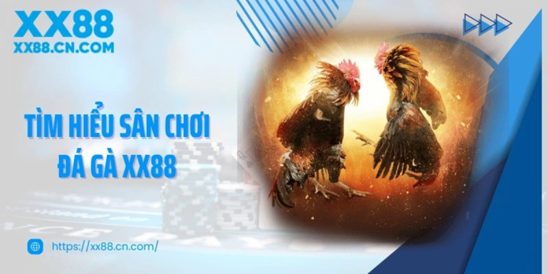 Trải nghiệm theo dõi những trận đấu kịch tính tại đá gà XX88