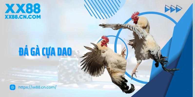 Kinh nghiệm chăm sóc gà trước khi tham gia đá gà cựa dao